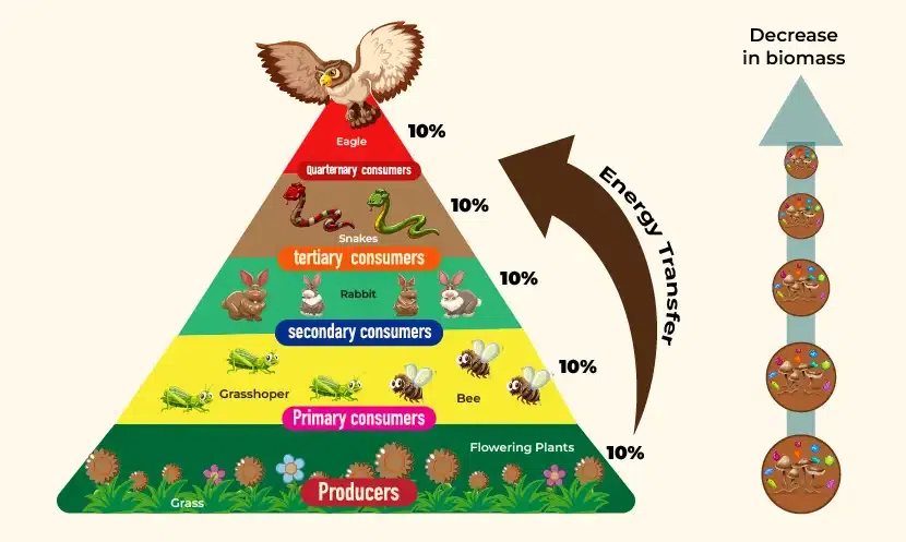 Energy Transfer Among Trophic Levels in Ecosystems